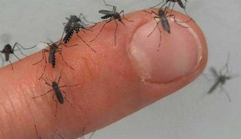 El virus del Zika se dispara en Puerto Rico