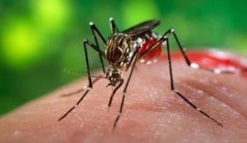 3.306 casos autóctonos de chikunguña en 16 estados, reporta México