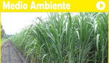 La planta diente de león tiene efectos diuréticos tan efectivos, harían que te orine en la cama