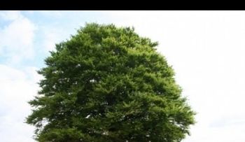 Video: Maravillosas propiedades y beneficios del aceite de arbol de te