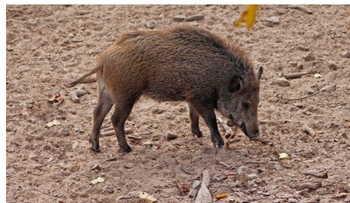 Jabalíes urbanos vs. rurales: el cambio genético