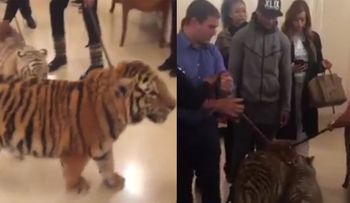 El tenso momento que protagonizó Floyd Mayweather junto a dos tigres en un hotel de Moscú