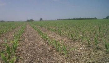 Gobierno entrega 11.2 millones de pesos a productores agricolas del Sur