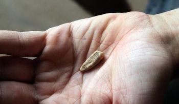 Encuentran diente humano de 560.000 años de antigüedad 