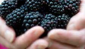 Mora: La fruta que estimula la pasión y combate el envejecimiento