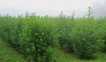 Hierba Artemisia Annua mata en 16 horas 98 por ciento células produce el cáncer