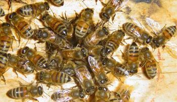 Científicos EEUU descubren veneno de abeja cura el Sida