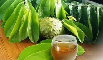 El poder del té de hojas de guanábana
