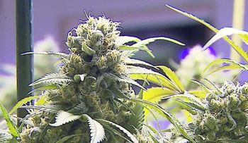 Congresista republicano revela cómo la marihuana le ayuda a combatir la artritis