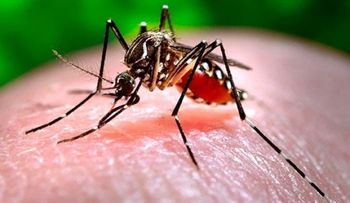 Paraguay anuncia primera muerte por chikungunya