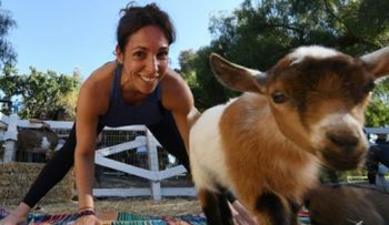 Bienvenidos a yoga con cabras, la última moda en este país 