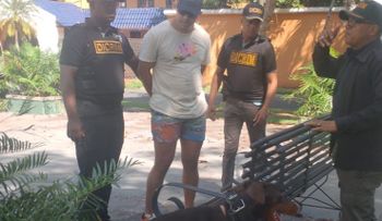 Policía arresta a hombre acusado de lanzar dos perros desde piso 11 en el Distrito