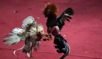 Dos muertos y tres heridos en un tiroteo durante una pelea de gallos en Hawaii