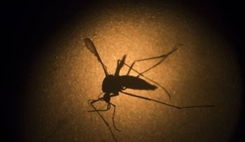 Puerto Rico registra aumento en casos de zika