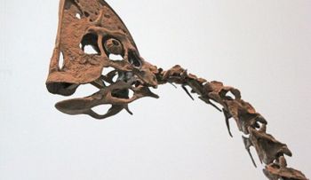 Descubren nueva especie de dinosaurio con pico de pato