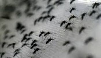 Hallan mosquitos portadores del zika en Miami Beach