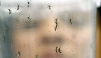 El MIC hará jornada para evitar propagación mosquito transmisor Dengue, Zika y Chikungunya