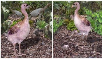 Científicos uruguayos reconstruyen especie de ave gigante extinguida