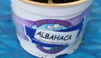 Albahaca: Ayuda a eliminar los parásitos; propiedades sedantes y sirve para tratar la depresión, ansiedad e insomnio