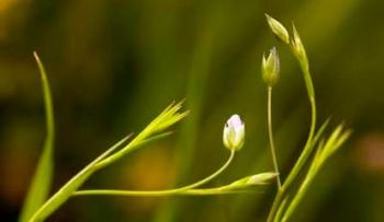 Linaza: adelgaza, desintoxica y protege