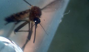 Australia confirma un nuevo caso de zika