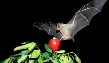 El murciélago hembra ofrece comida a cambio de sexo, lo revela un estudio