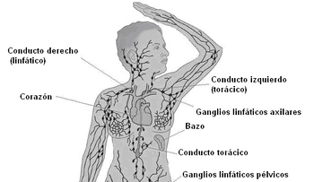 Si tiene Linfoma de Hodgkin, estas son las pruebas que debes someterte y el tratamiento que debes llevar