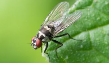 Plaga de moscas horroriza a pueblo ruso