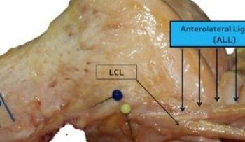 Descubren una nueva parte en el cuerpo humano