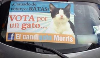 Un gato candidato se convierte en fenómeno en México