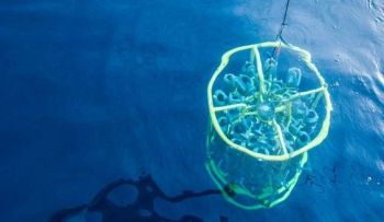 El gran rol que tiene este organismo muy pequeño del océano en la regulación del clima