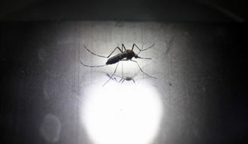 Mujer embarazada es primer caso de zika en Bolivia