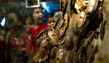 Se escapan más de un millón de cucarachas en China