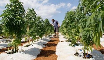 Dan primera licencia para productos medicinales de marihuana en Colombia