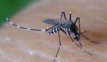 El virus zika se suma a la amenaza del dengue y del chikungunya