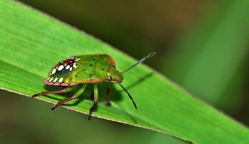 Insectos â??hiede vivoâ? invaden comunidades de Montecristi