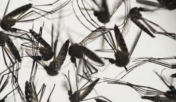 Alertan el Zika afecta en mayor escala a los diabéticos 
