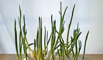 16 verduras que se pueden cultivar en casa fácilmente. ¡Sin importar la época del año!