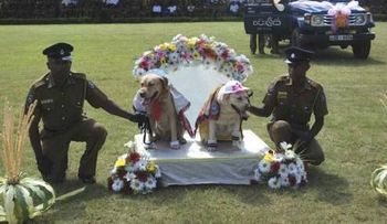 Policía de Sri Lanka realiza boda colectiva de perros
