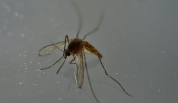 El zika deja se ser una emergencia de salud pública mundial