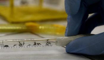 Los mosquitos pueden portar zika y chikungunya a la vez, según estudio