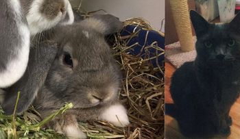 Recompensa de $1,000.00 por conejo y $200.00 por gato robado en Harlem 