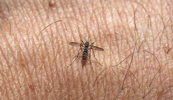 Chikungunya causa 21 muertos en el Caribe; República Dominicana país con mayor cantidad de infectados