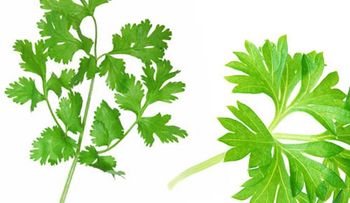 El mejor remedio para la diabetes, hígado y riñones: Cilantro y perejil