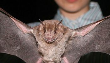 El brote de ébola es un ensayo para la próxima gran pandemia, expone un especialista
