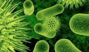 Amebiasis: síntomas y prevención de la enfermedad; 5 remedios caseros
