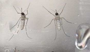 EE.UU. confirma otros dos contagios de zika por transmisión sexual