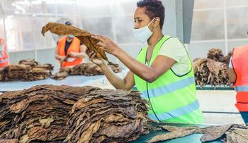 RD rompe récord de exportación de tabaco en 2021 con 1,236 millones de dólares