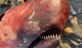 La criatura marina de dientes largos y afilados varada al este de California que sorprendió a los científicos