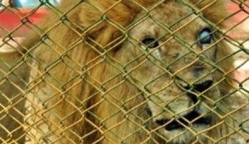 Medio Ambiente ordena cierre de zoológico en Moca por malas condiciones